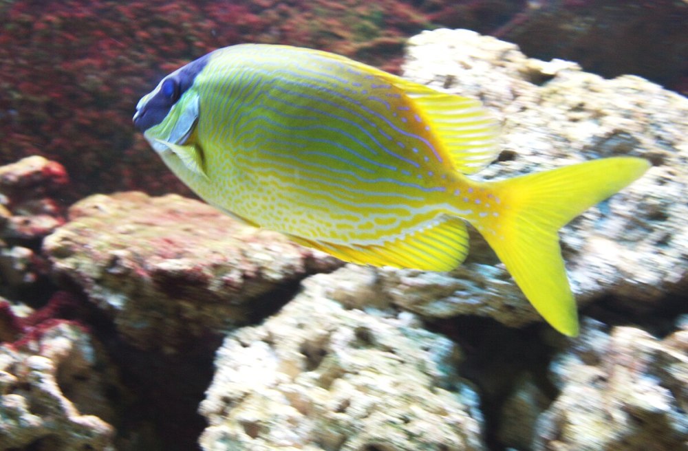 Siganus tetrazonus