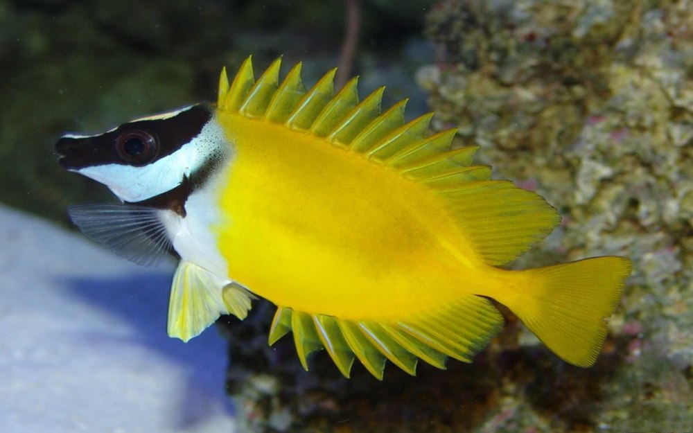 Лисица желтая (Siganus vulpinus)