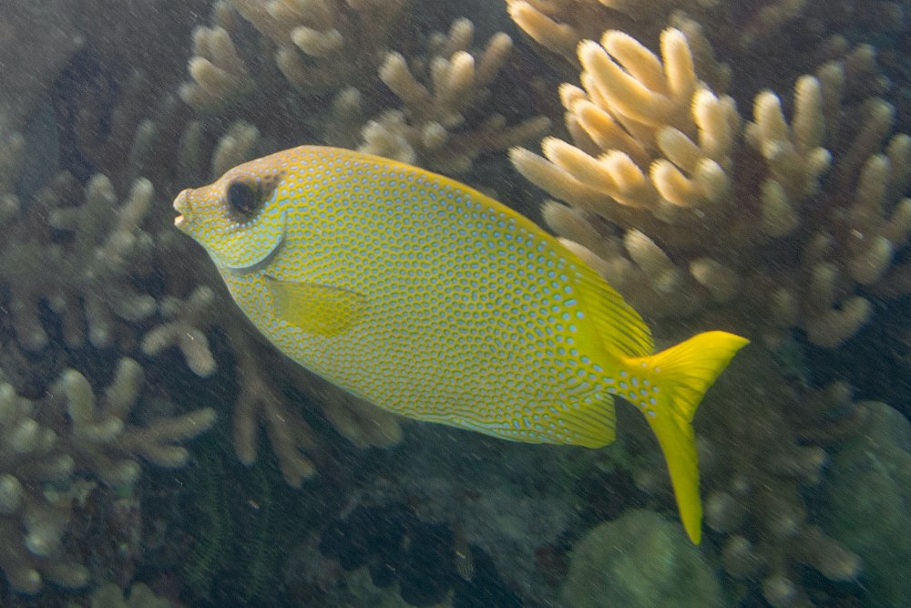 Siganus corallinus