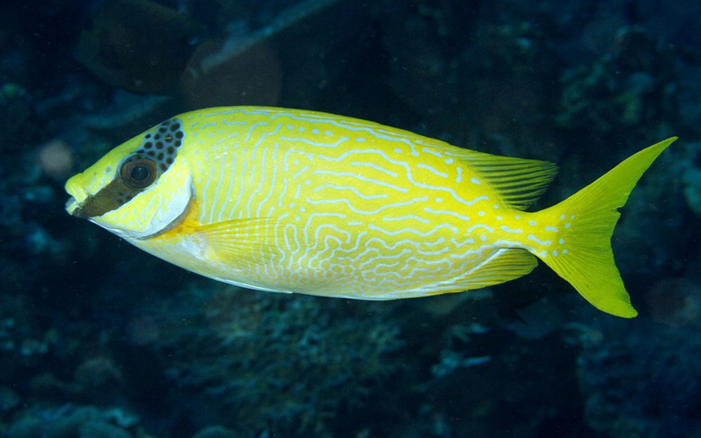 Siganus puellus