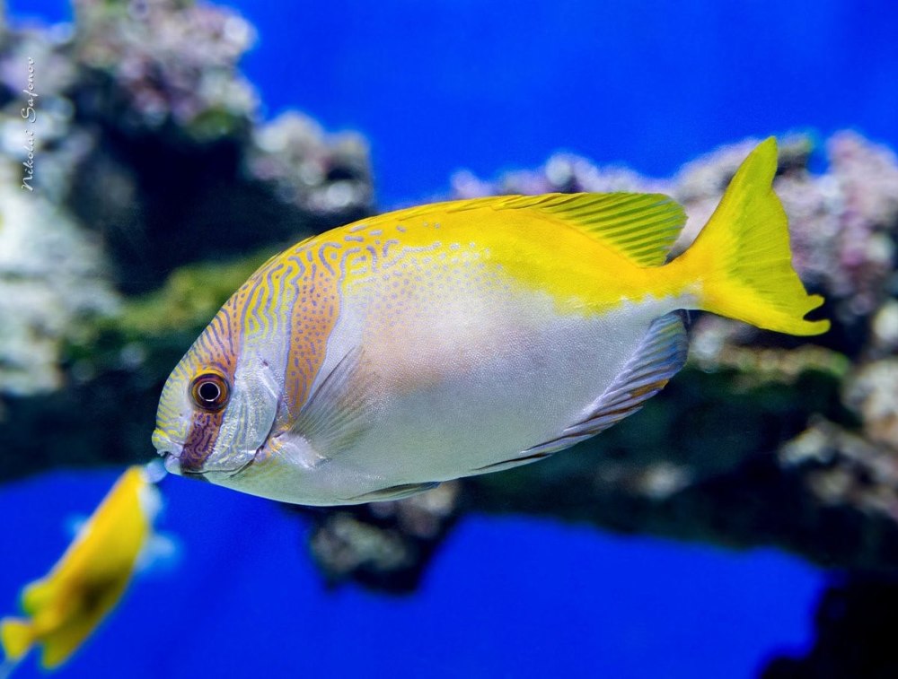 Siganus doliatus