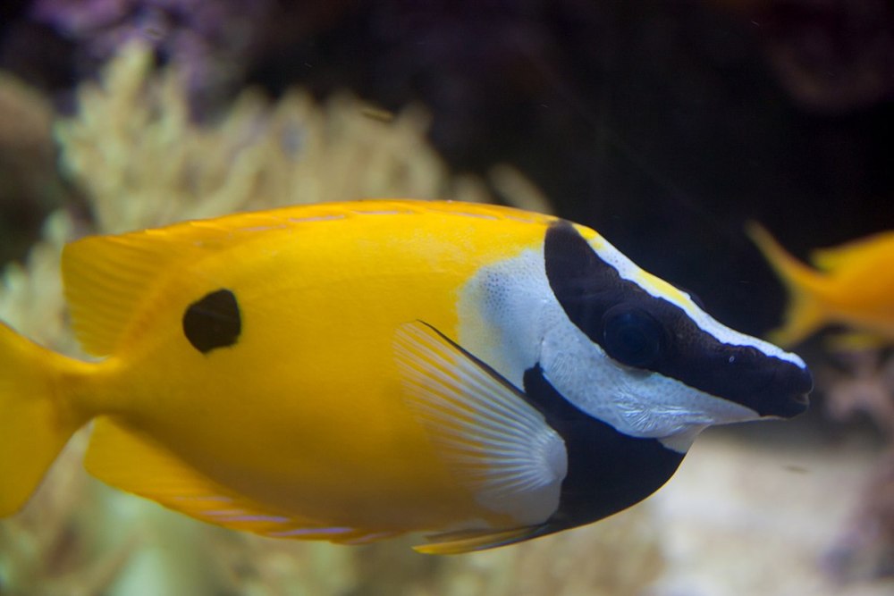 Однопятнистый сиган Siganus unimaculatus