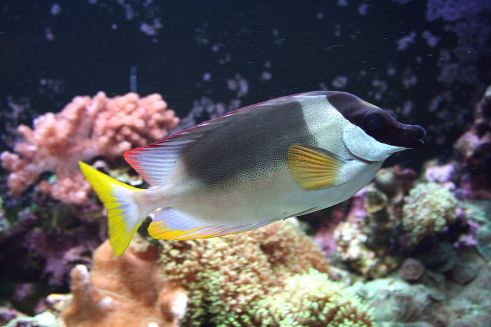 Siganus magnificus