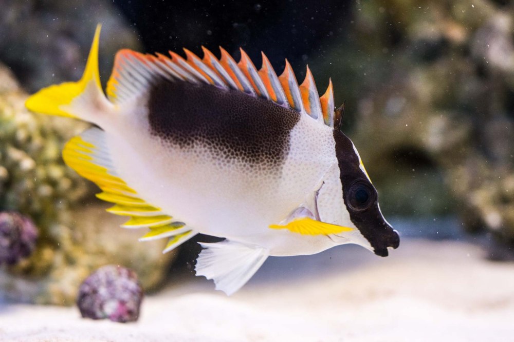 Siganus magnificus