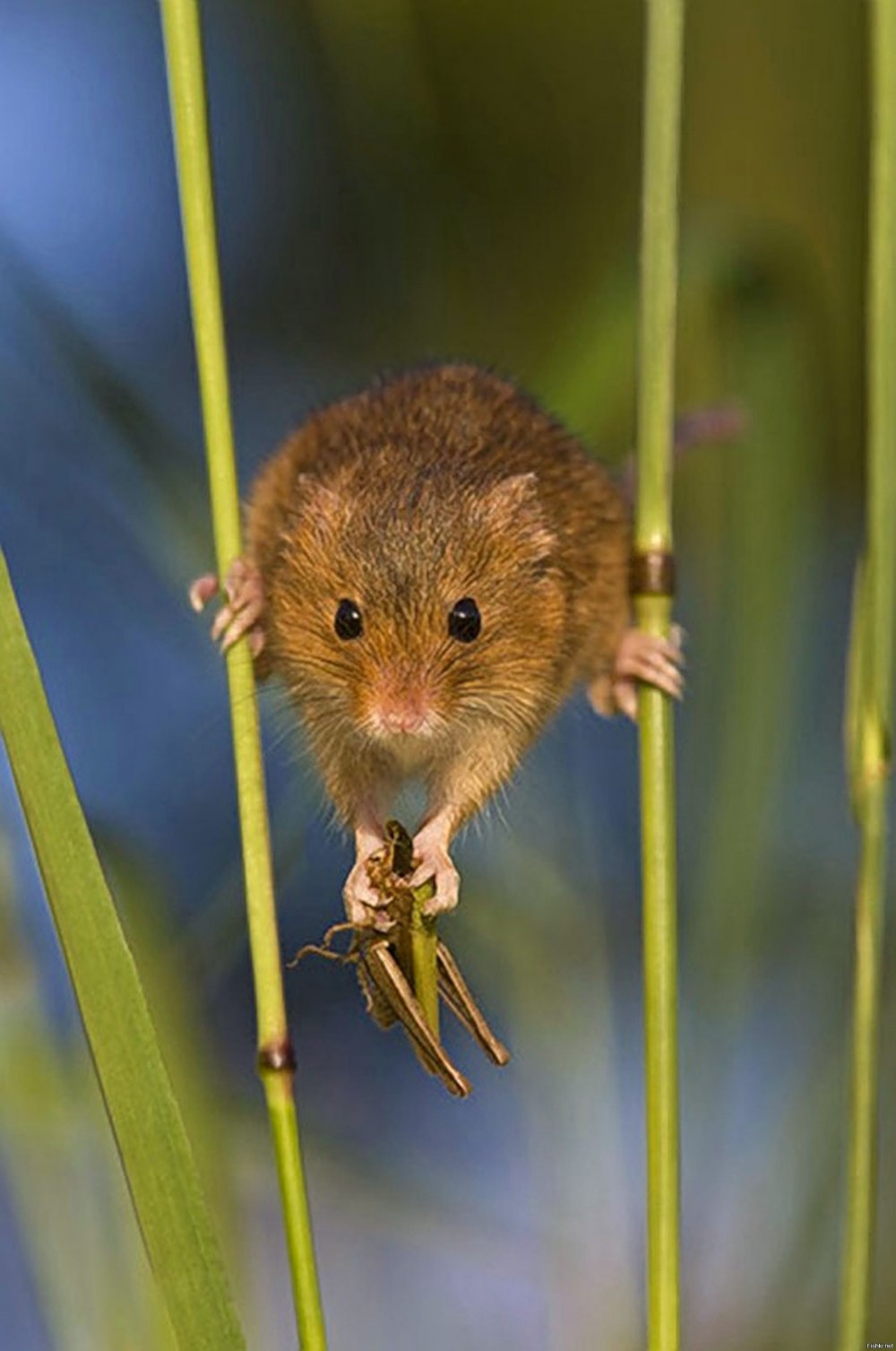 Мышь-Малютка (лат. Micromys minutus)