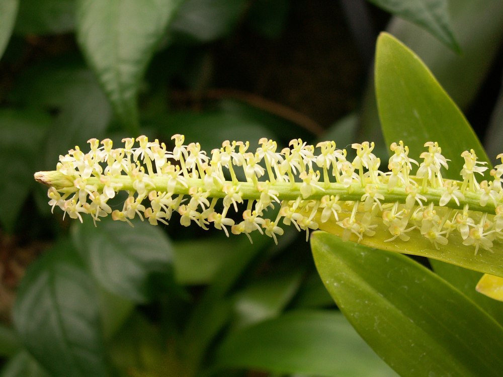 Liparis Catharus