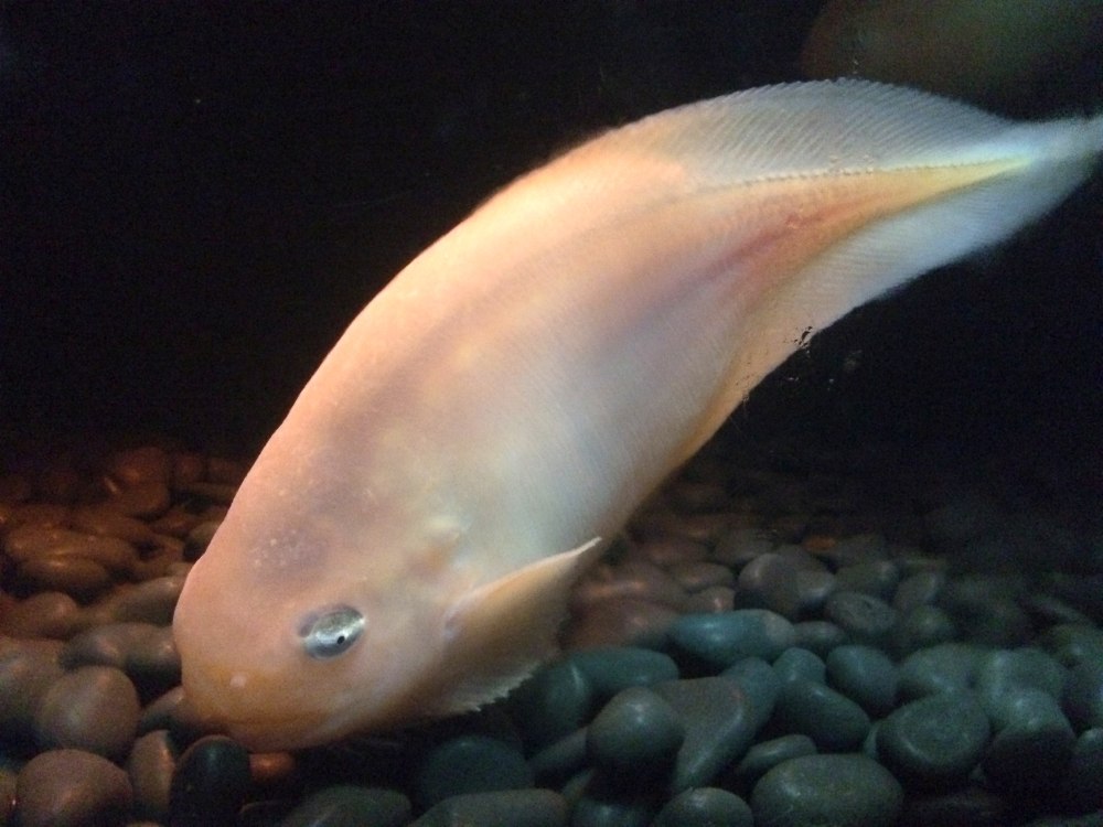 Careproctus batialis