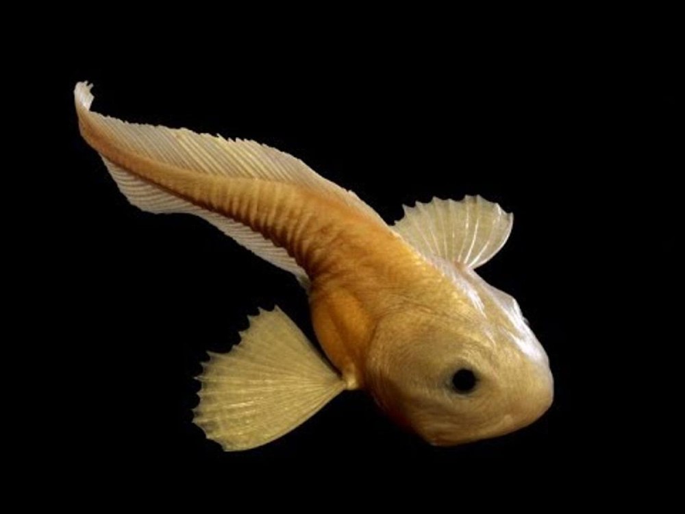 Морской СЛИЗЕНЬ Pseudoliparis swirei