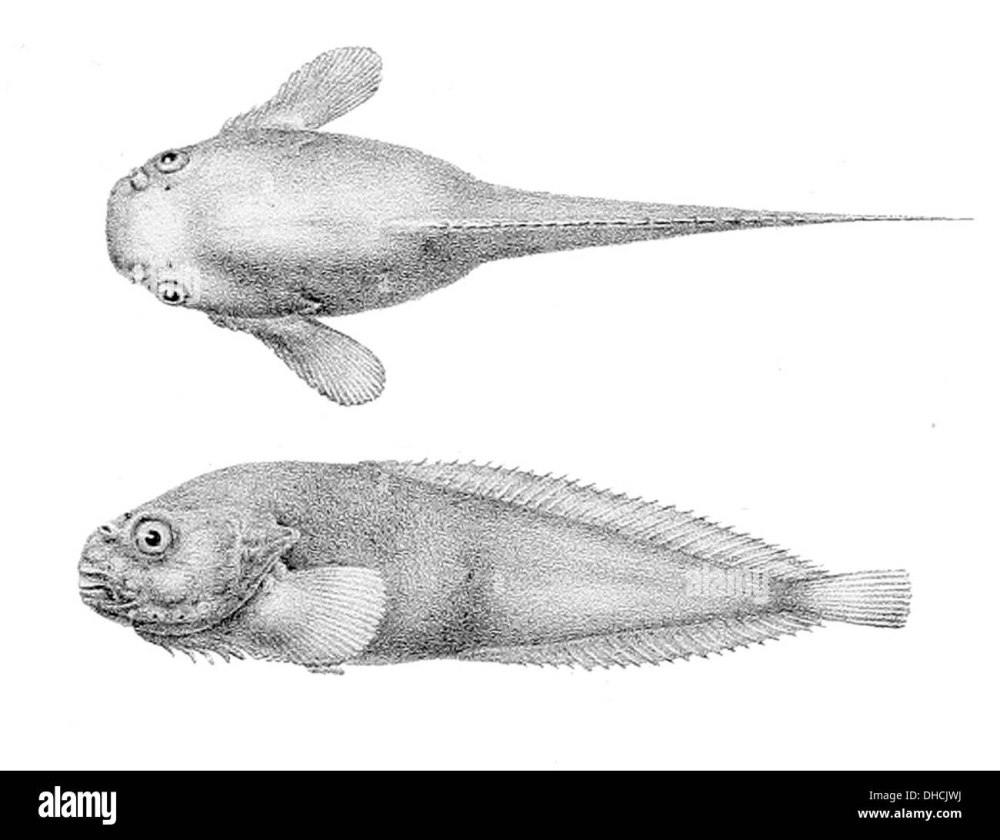 Glyptonotus antarcticus