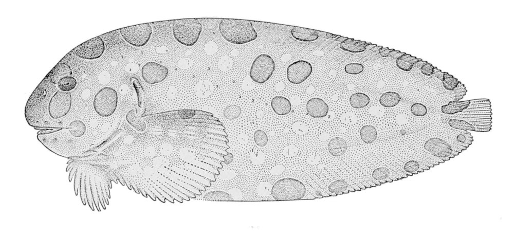 Каркпрокт Careproctus cypsellurus