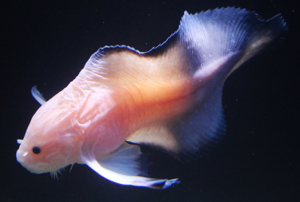 Careproctus batialis