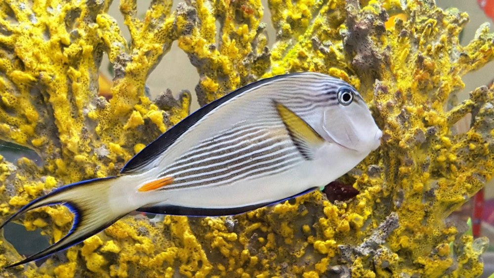 Красное море рыба хирург