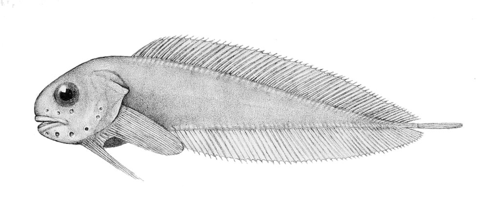 Paraliparis Australis