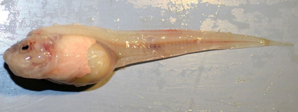 Морской СЛИЗЕНЬ Pseudoliparis swirei