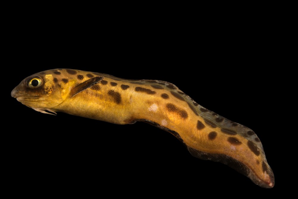 Рыба Abyssobrotula galatheae
