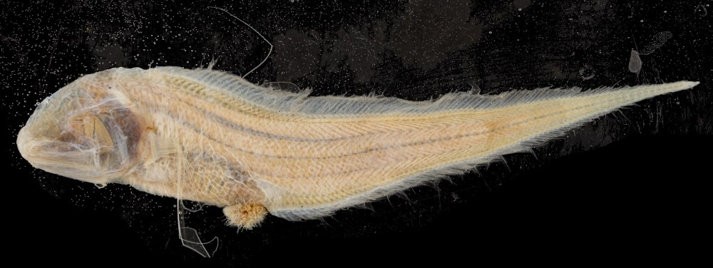 Abyssobrotula galatheae