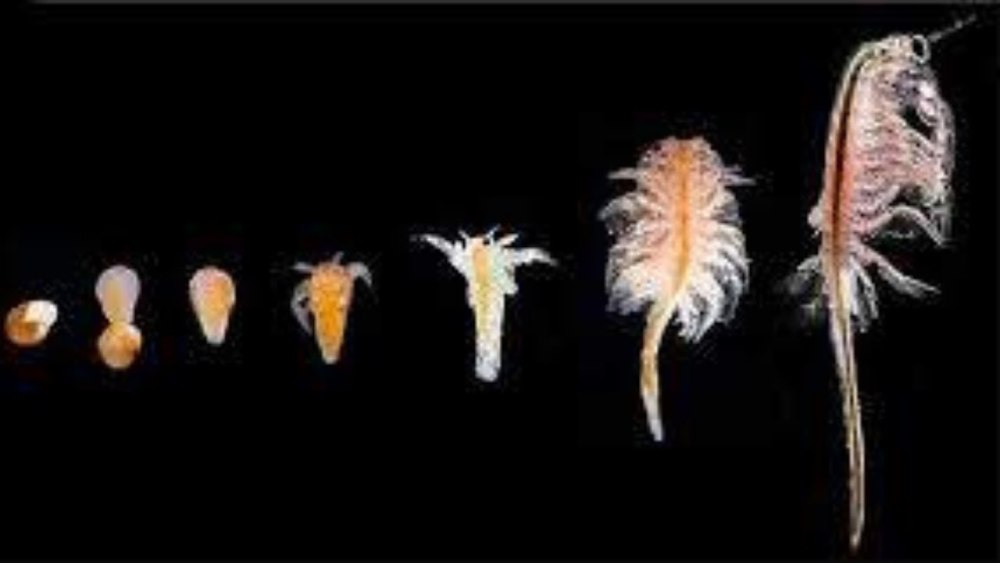 Artemia Salina цисты