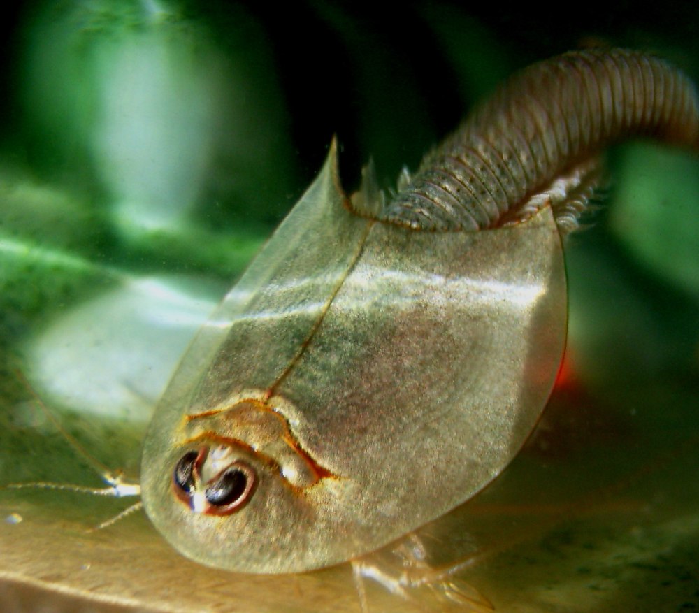 Щитни Triops cancriformis