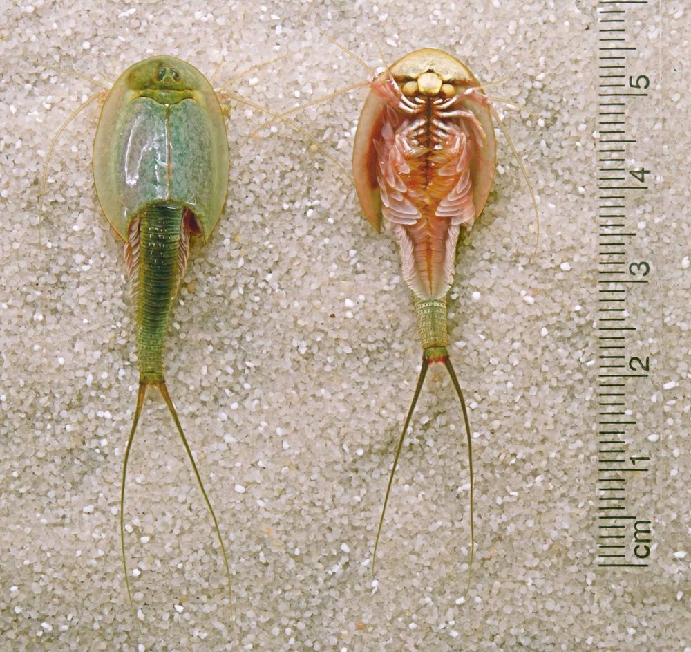 Рачки-щитни Triops