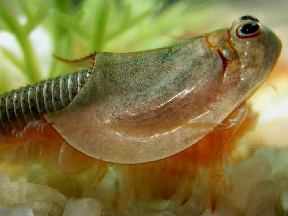 Рачки-щитни Triops