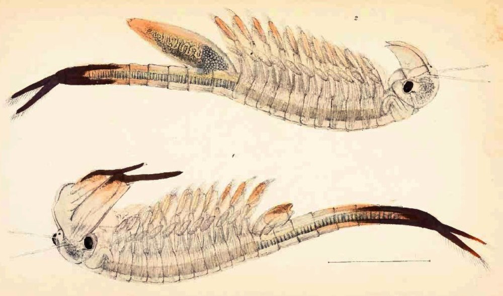 Chirocephalus diaphanus