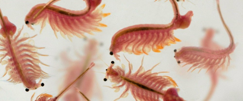 Ракообразные Artemia Salina