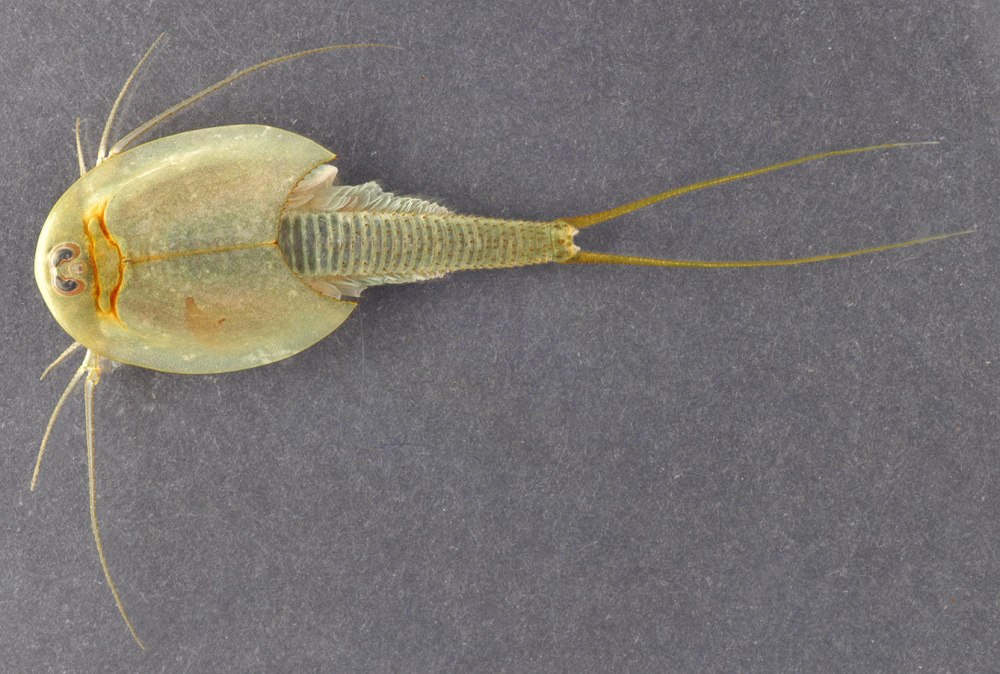 Рачки-щитни Triops