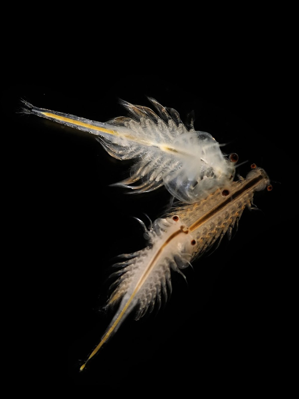 Ракообразные Artemia Salina