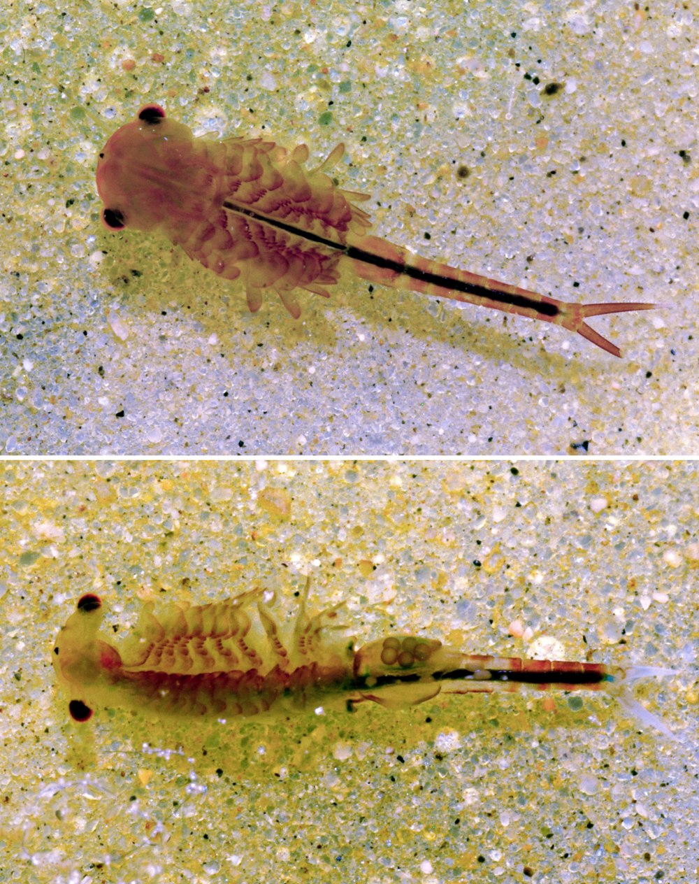 Chirocephalus diaphanus