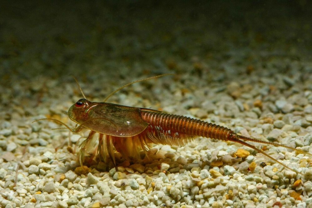 Triops granarius