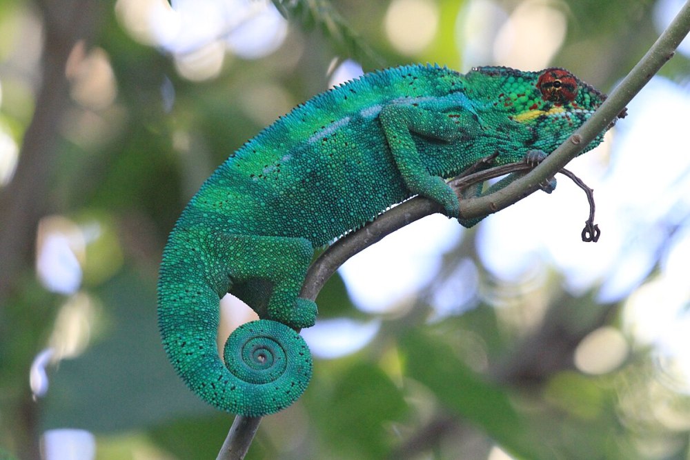 Пантерный хамелеон (#Furcifer pardalis)