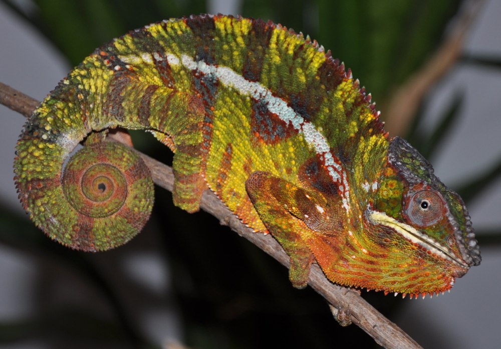 Furcifer pardalis
