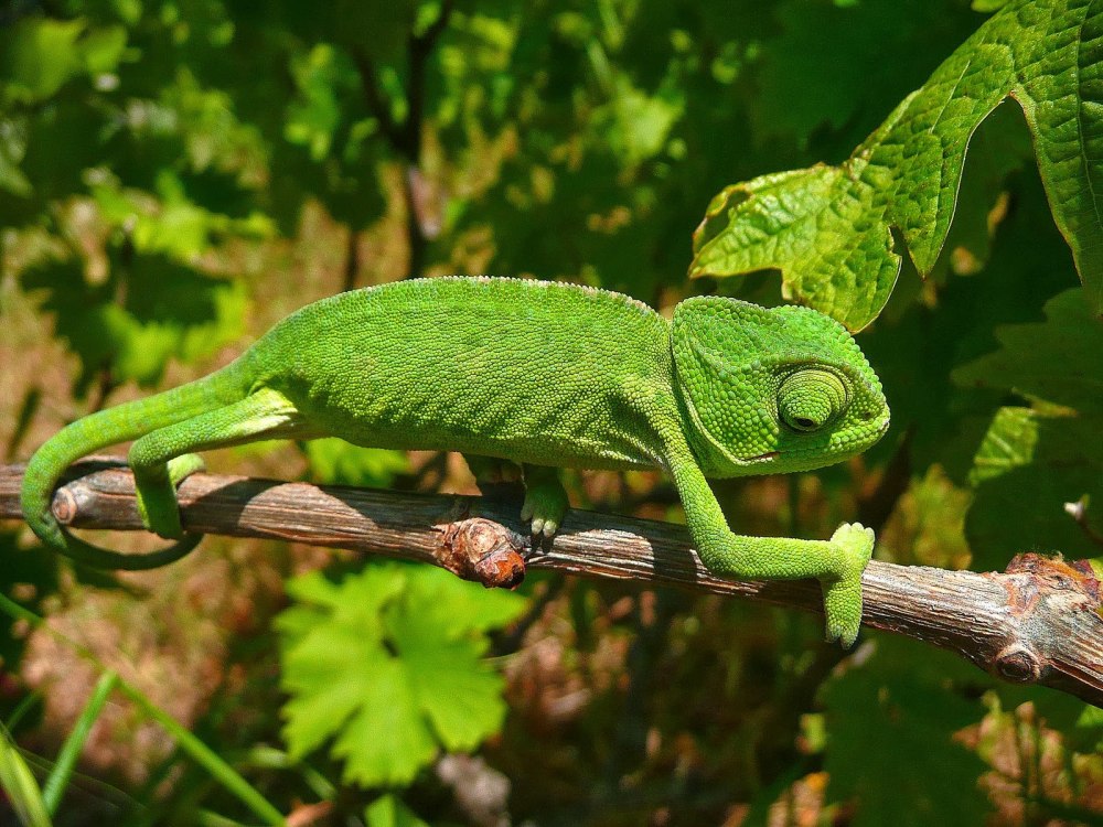 Chamaeleo Chamaeleon