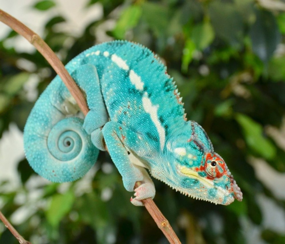 Пантеровый хамелеон Furcifer pardalis