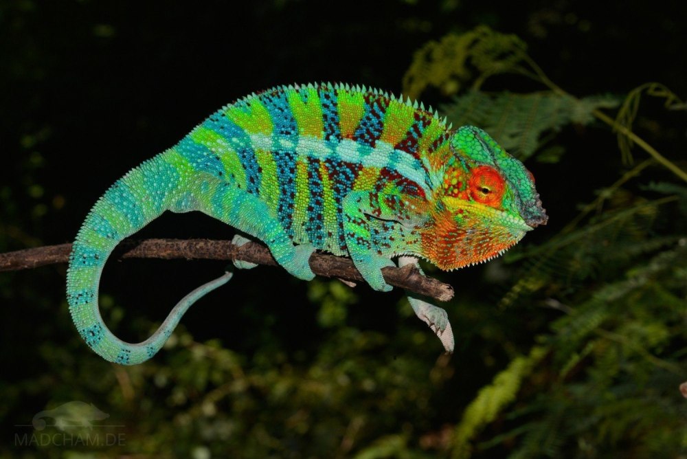 Хамелеоны Furcifer