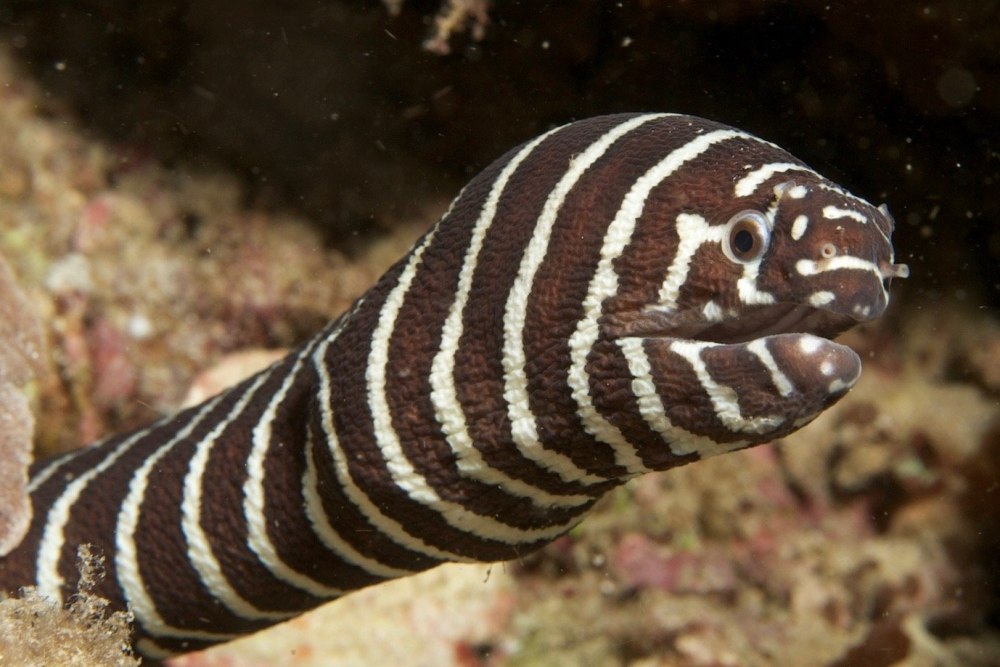 Рыба мурена Зебра