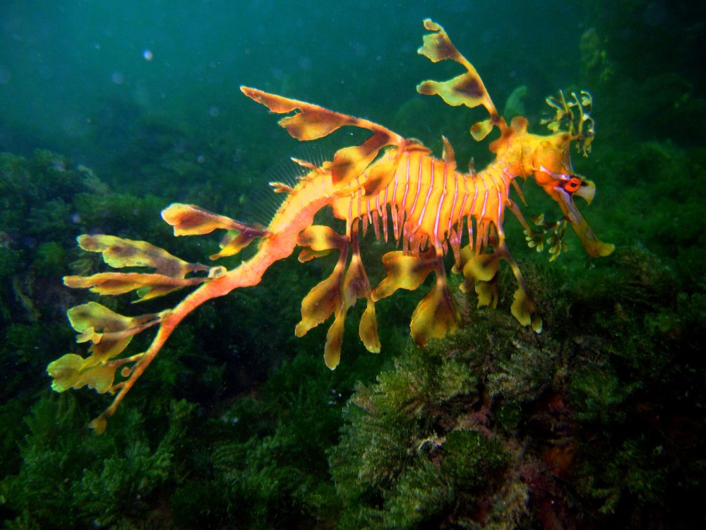 Лиственный морской дракон тряпичник