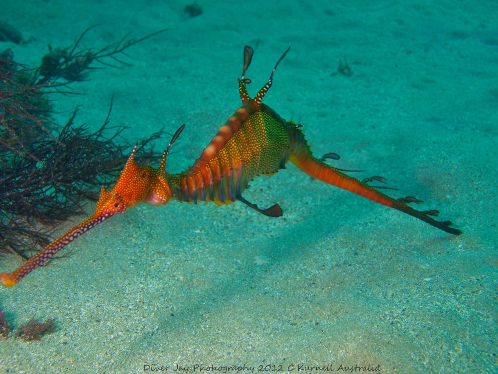 Морские дракончики черного моря