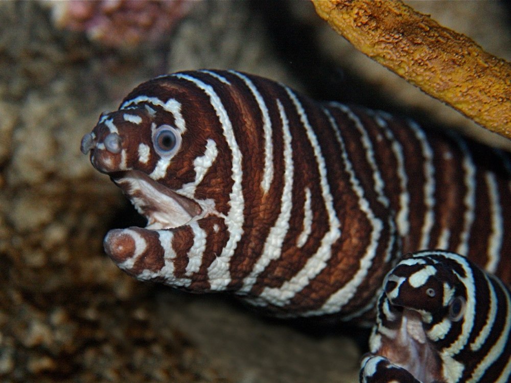 Мурена Зебра