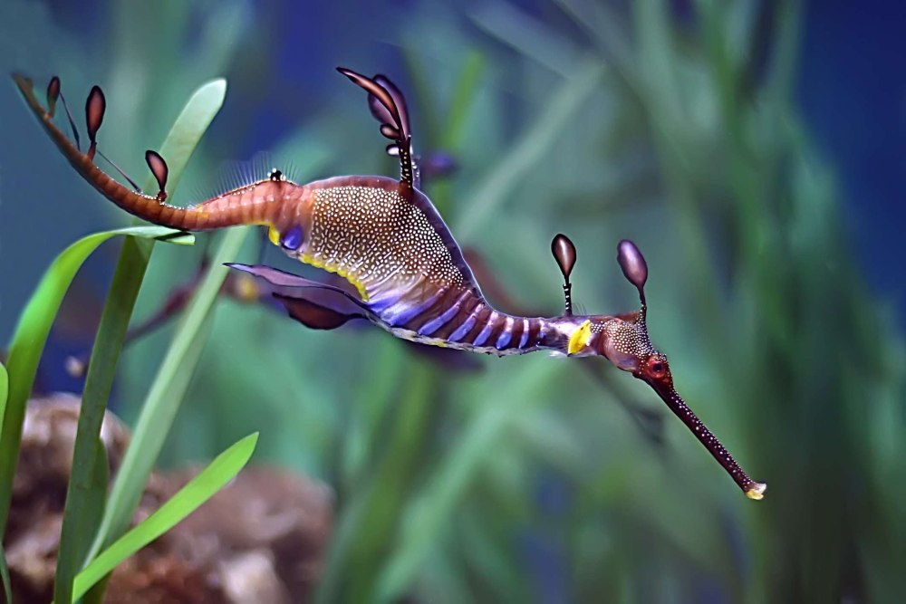 Морской дракон обыкновенный