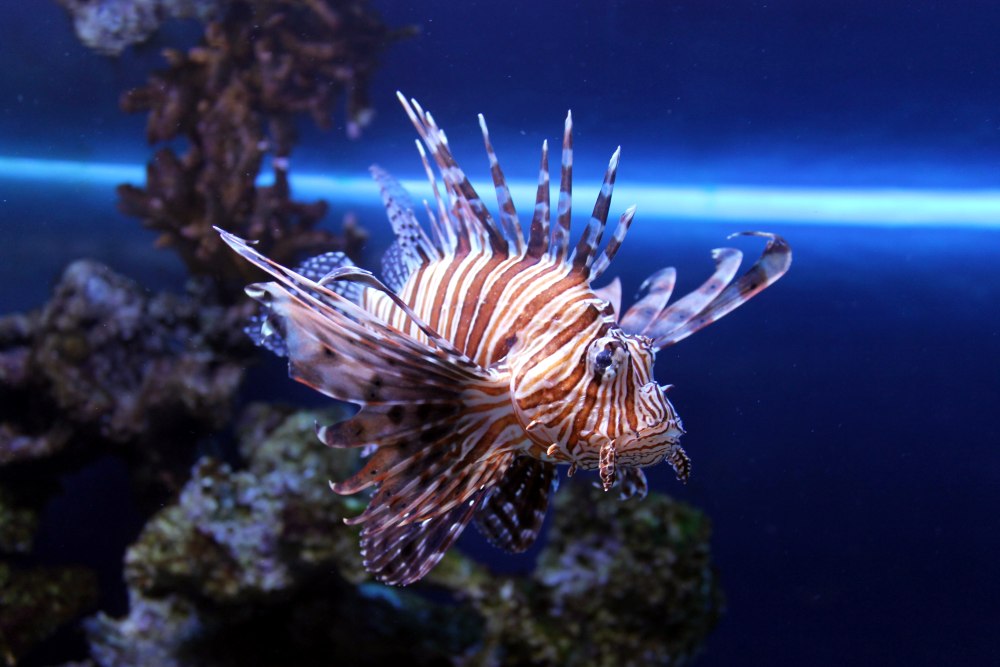 Крылатка-Зебра чернополосая дьявол