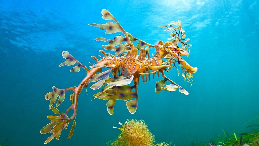 Рыба морской конек тряпичник