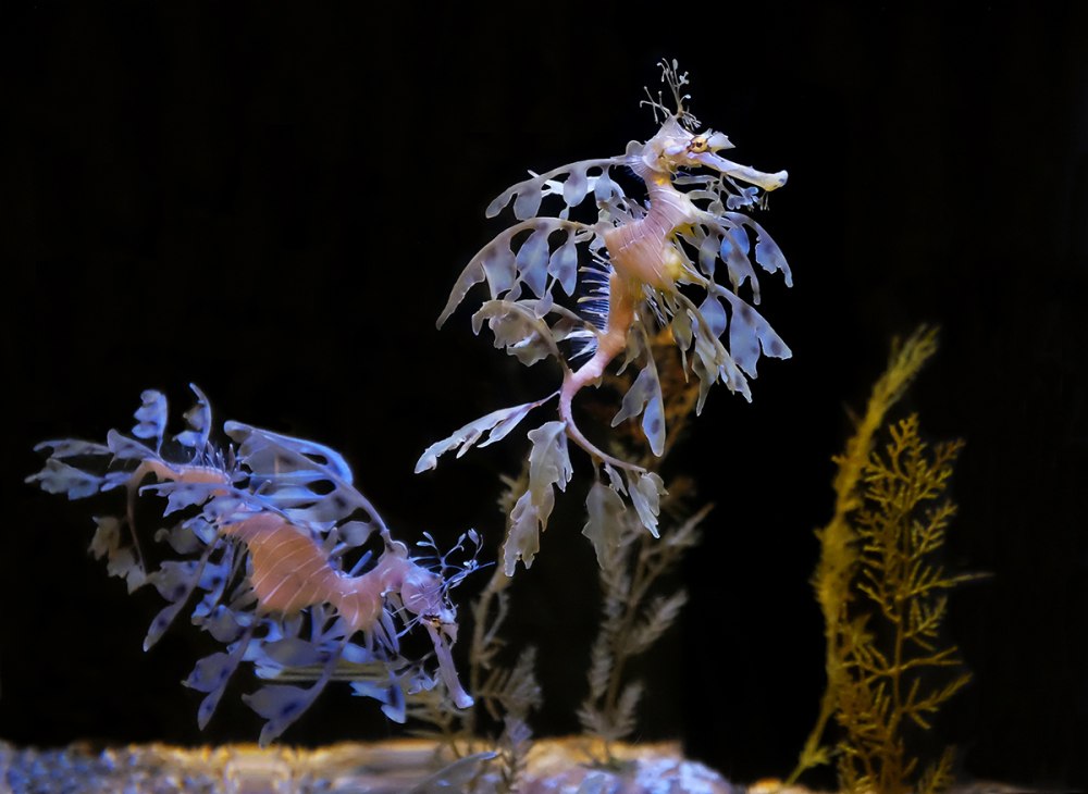 Лиственный морской дракон (Phycodurus eques)