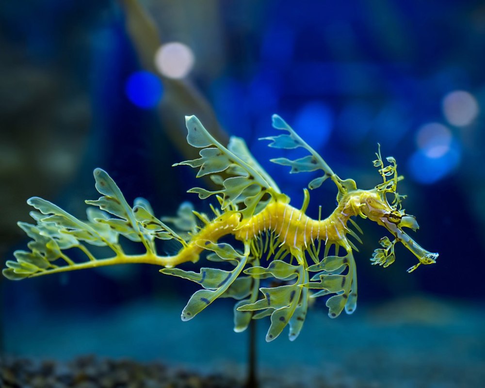 Морской конёк-тряпичник