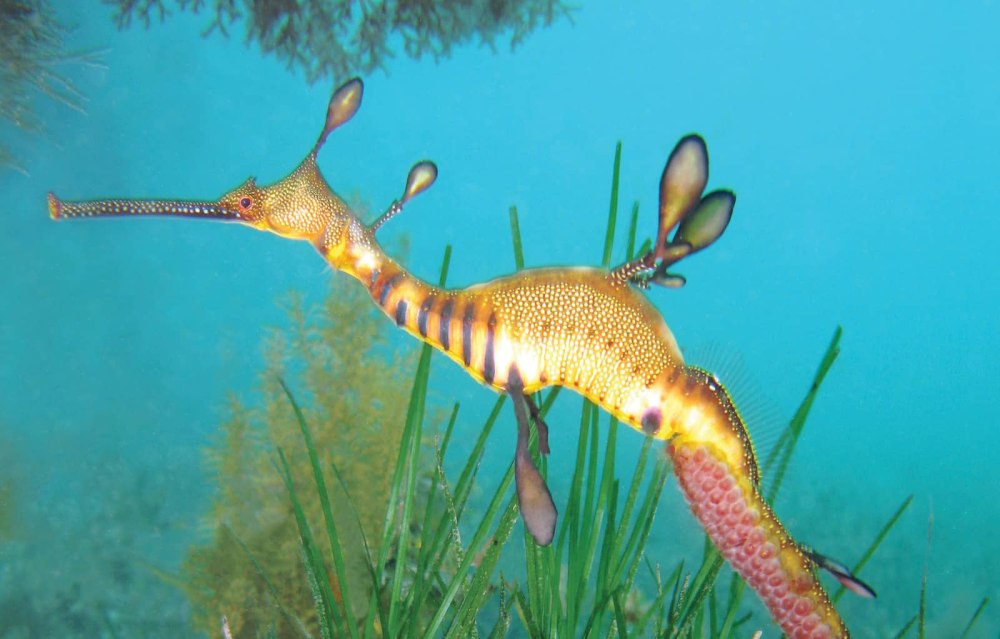 Большой морской дракон