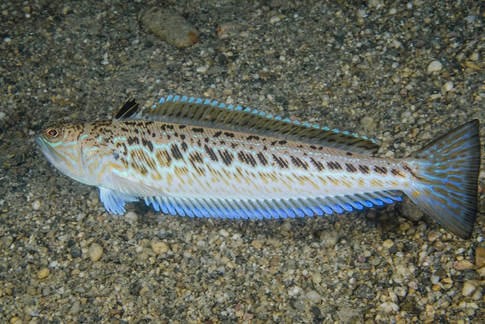 Морской дракончик в черном море