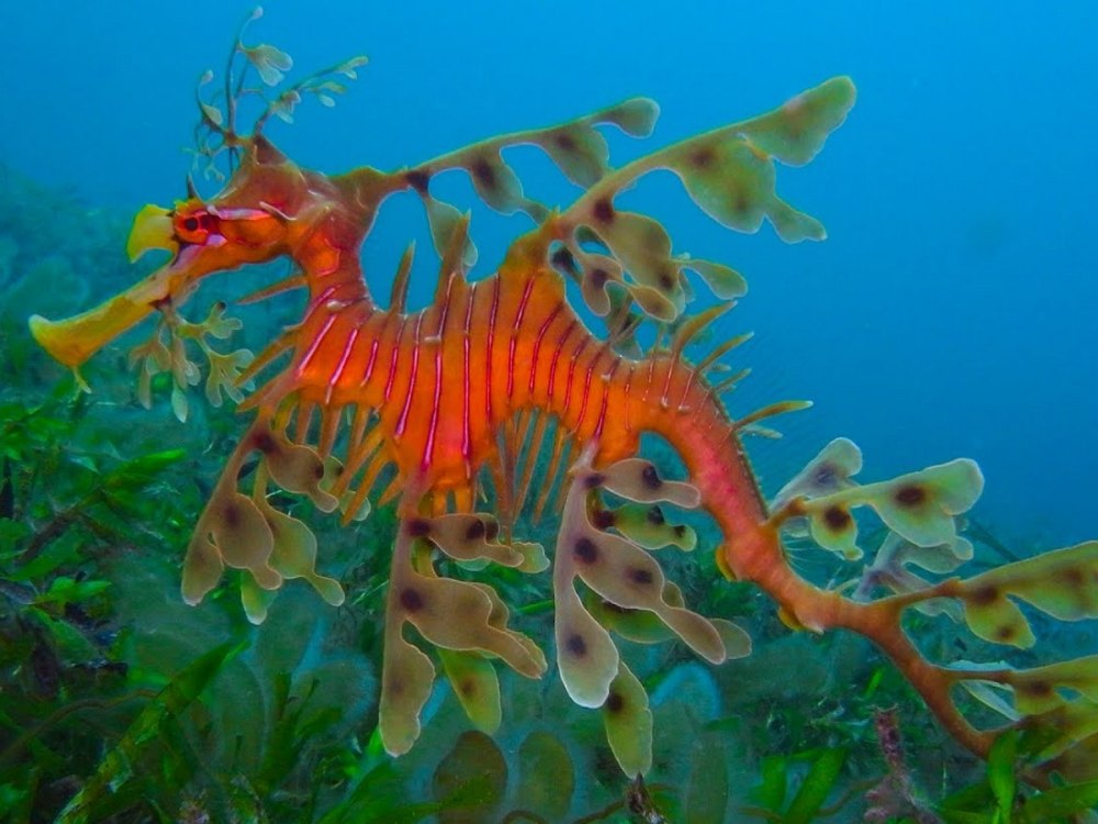 Морской конёк-тряпичник