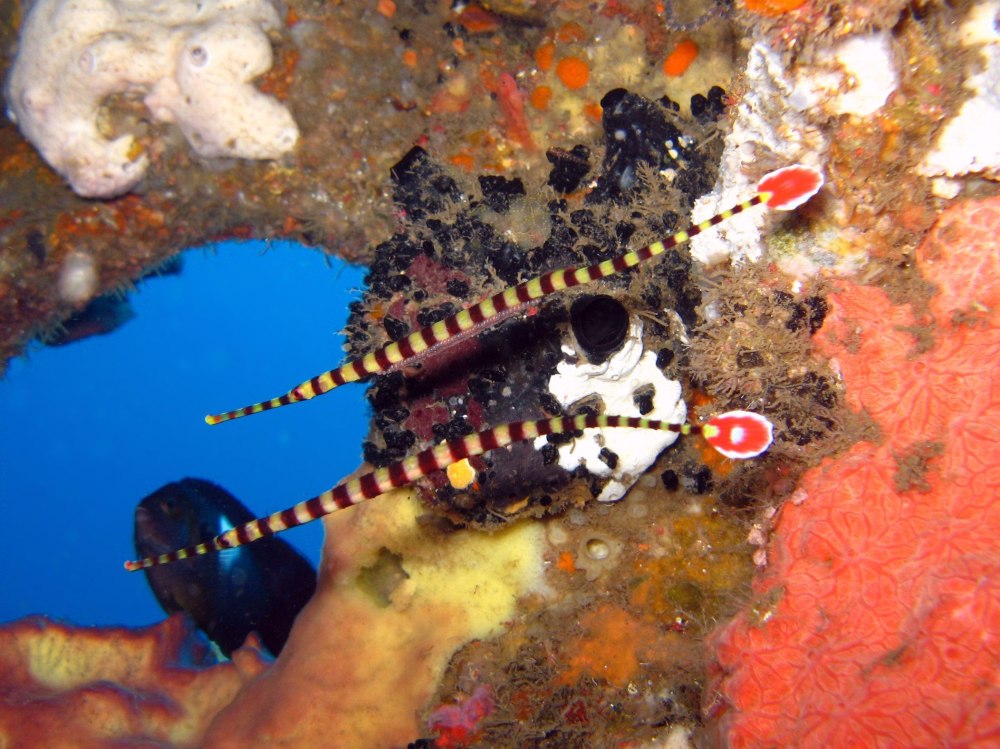 Dunckerocampus dactyliophorus