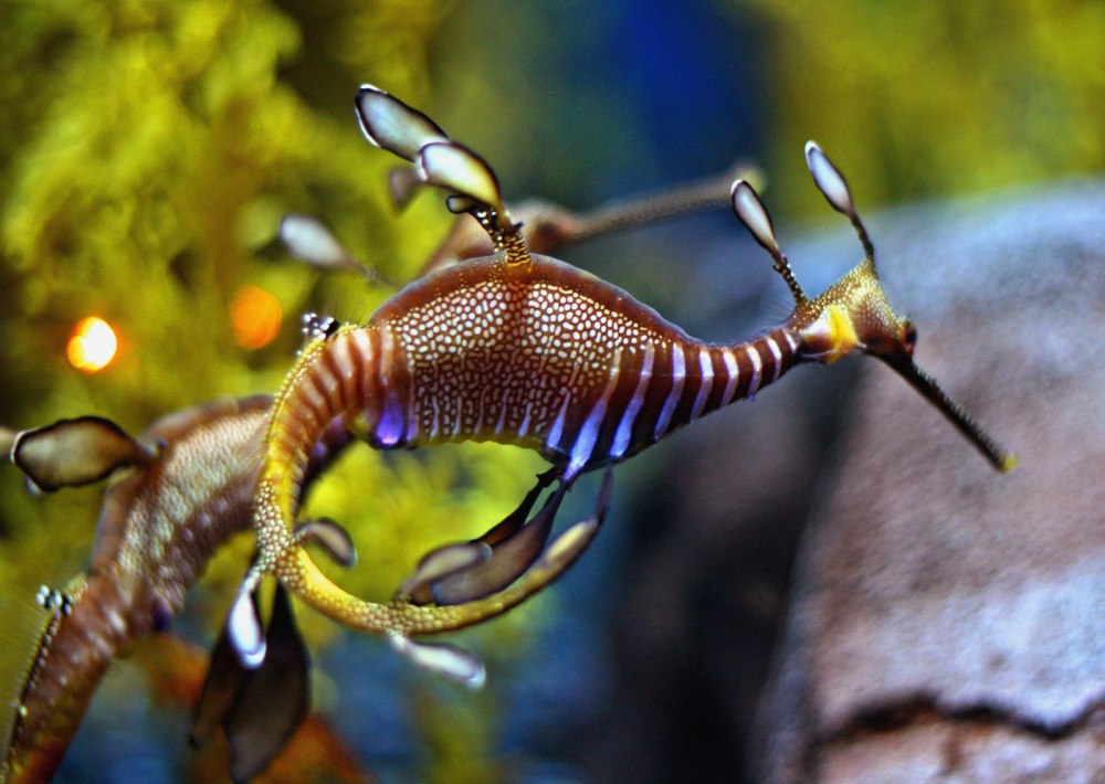 Морской Пегас рыба