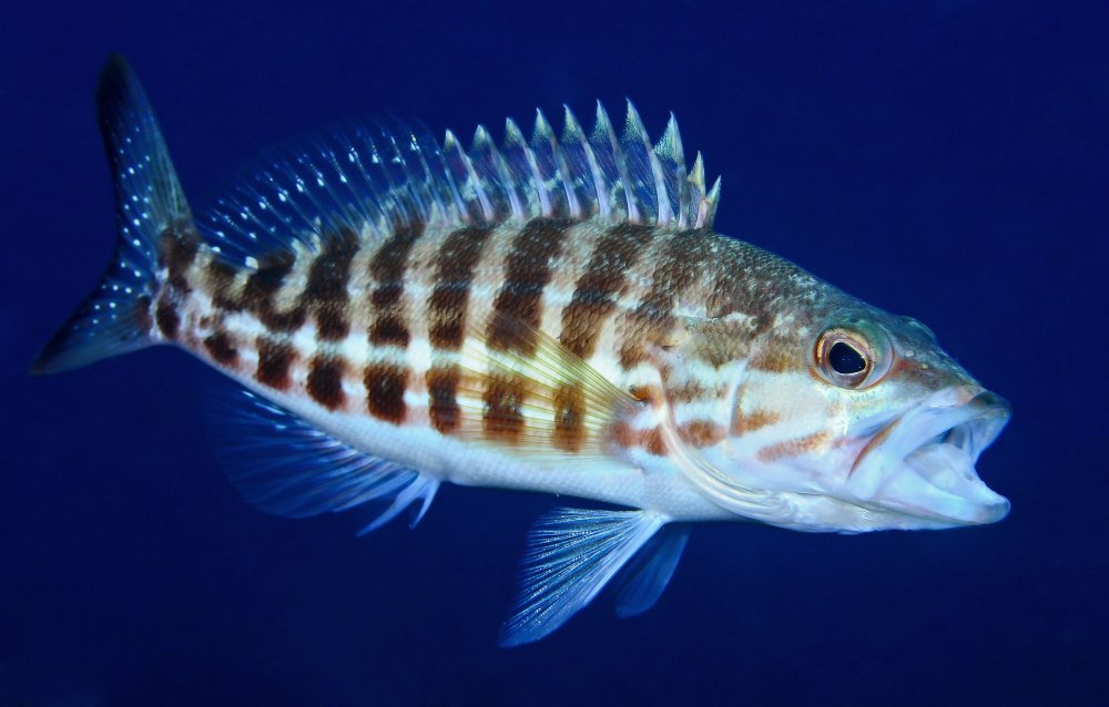 Serranus Cabrilla
